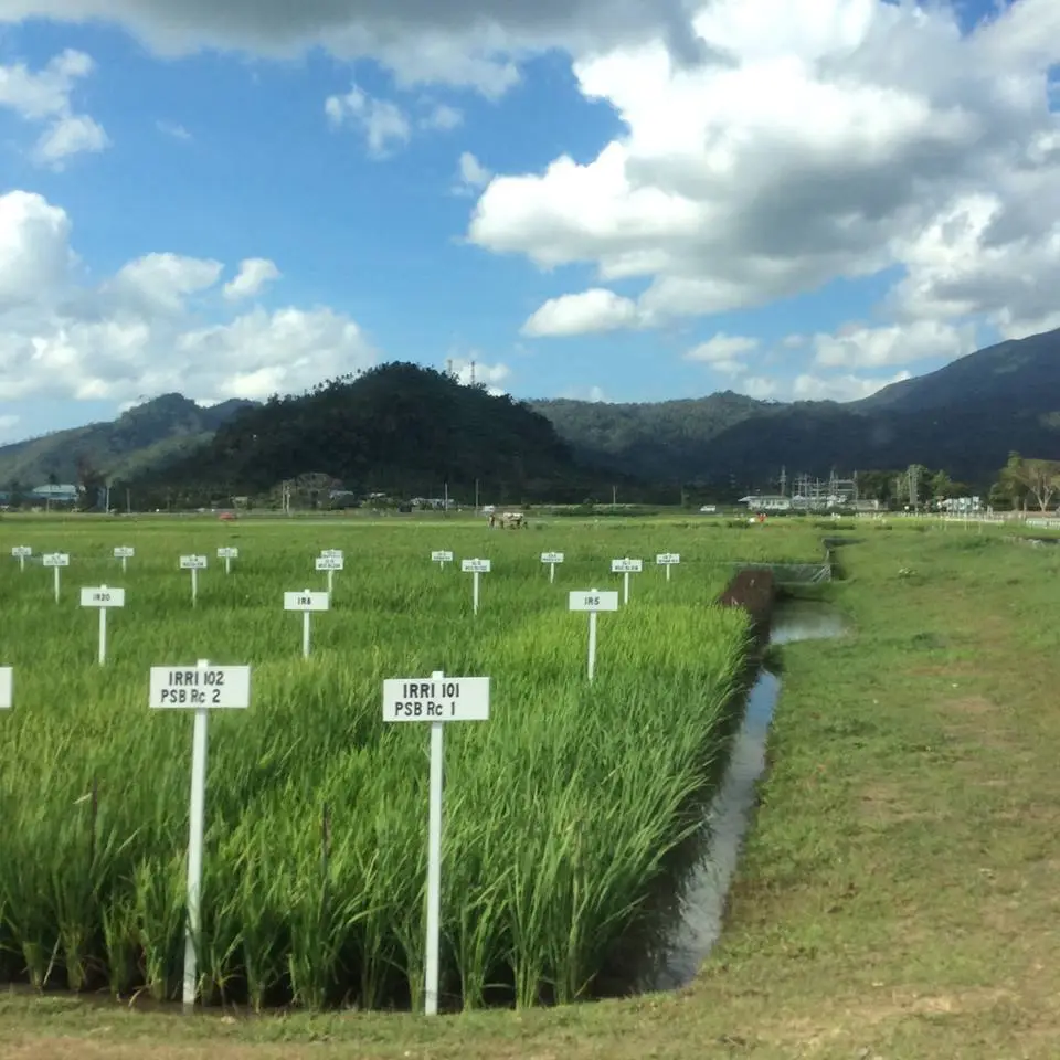 IRRI Computational Genomics