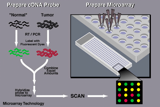 Microarray